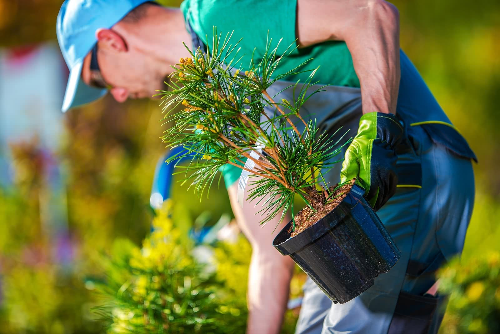 A landscaper selects plants at an outdoor nursery