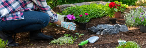 Unrecognizable female gardener holding beautiful flower ready to be planted in a garden. Gardening concept. Garden Landscaping small business banner.